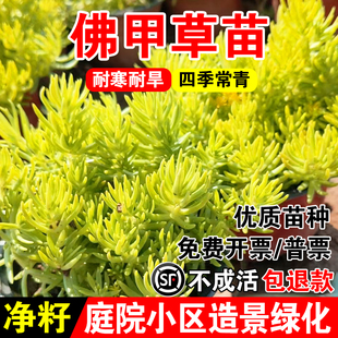 佛甲草苗金叶佛甲草皮种植盘批发常绿绿植别墅屋顶佛甲草籽