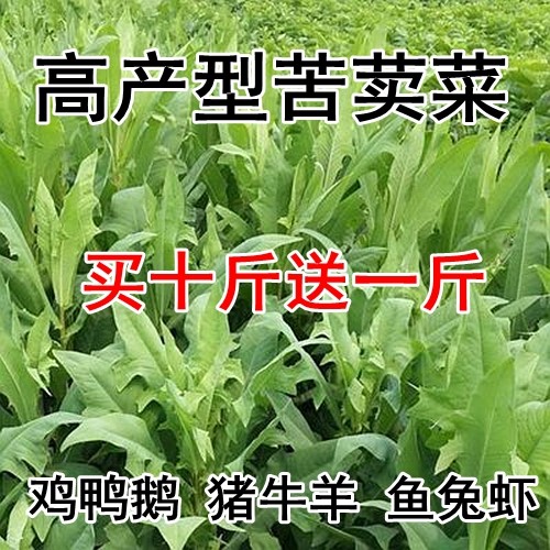北方四季苦麦菜猪牛羊牧草种子