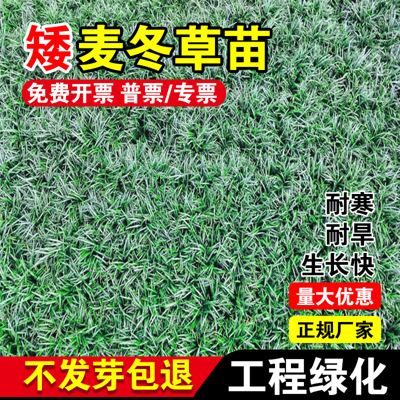 矮麦冬草苗玉龙草日本矮麦冬草种籽细叶麦冬庭院绿化种子