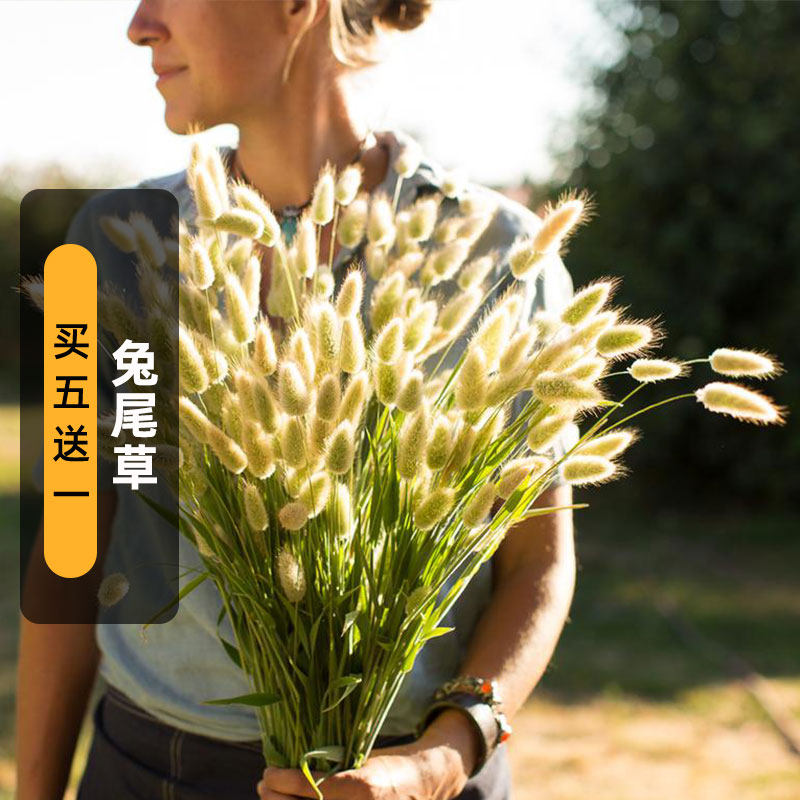 兔尾草种子100粒狐狸尾草籽网红观赏兔子尾巴庭院阳台盆栽春秋播