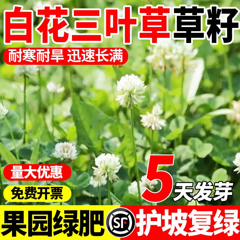 白花三叶草草籽四季常青公园景区绿化工程生态复绿草籽植物包邮