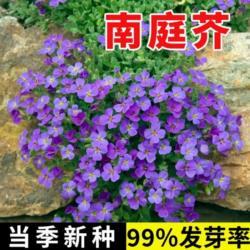 每年开花南庭芥种子耐寒卉矮生易