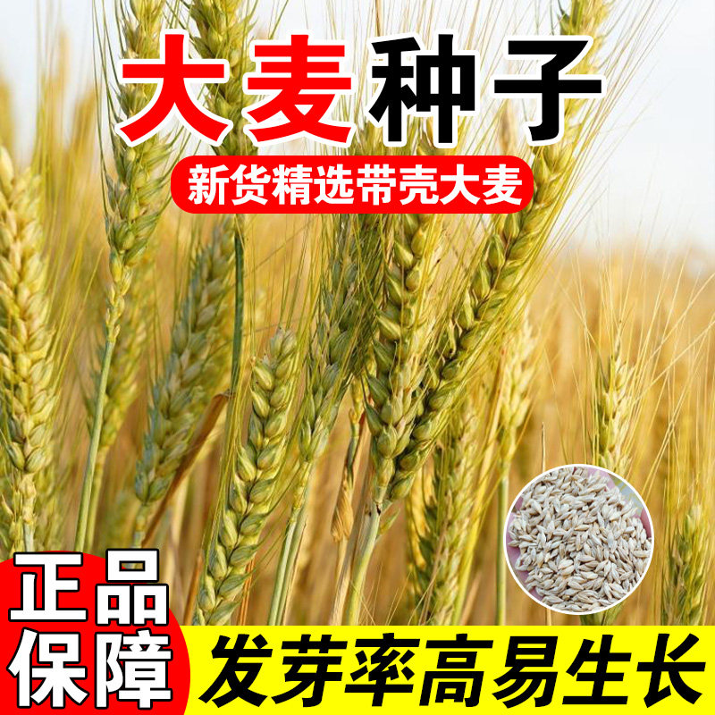 大麦种子新大麦草种子粮食种籽麦子籽 大田高产抗倒伏耐旱榨汁