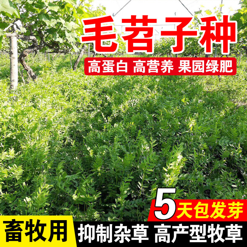 毛苕子种毛苕子草籽果园绿肥高产多年生种子箭舌豌豆草种籽,鲜花速递/花卉仿真/绿植园艺,家庭园艺种子,淘宝优惠券,粉丝福利购,淘宝优惠卷