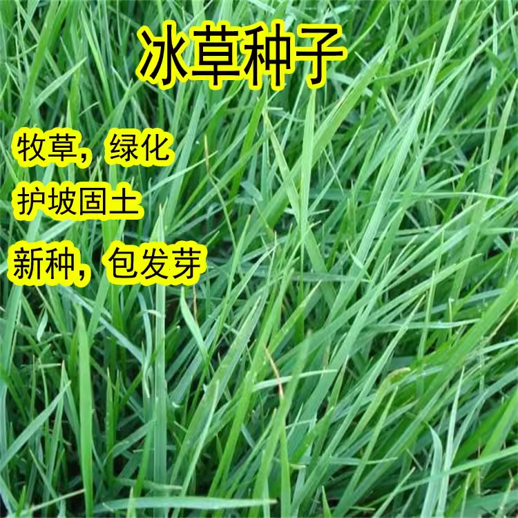 防风固沙冰草种子小麦草