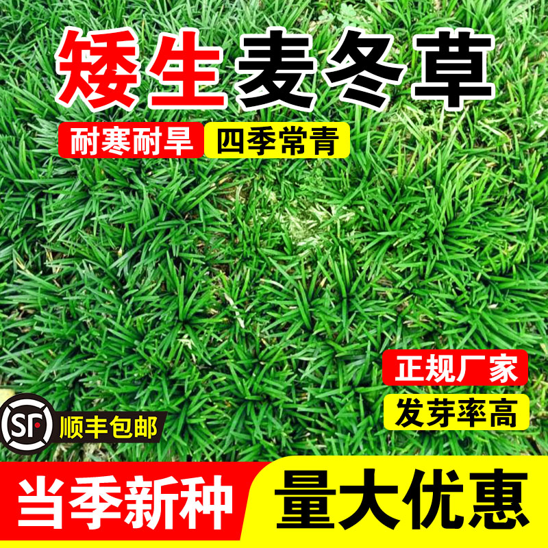 矮生麦冬草玉龙草日本矮麦冬草