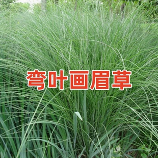 优质草坪种子弯叶画眉草种子护坡草坪耐寒 耐旱性很强 耐炎热
