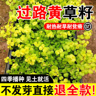 过路黄草籽中华景天种子常绿观叶植物佛甲草种子黄金串吊兰