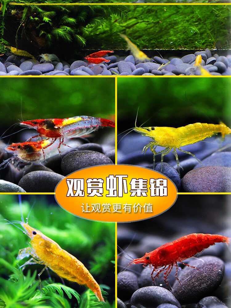黑壳虾除藻虾鲜活观赏虾淡水宠物虾樱花虾极火虾水晶虾鱼缸清洁虾