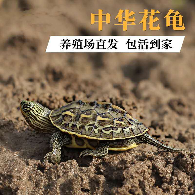 中华花龟苗珍珠龟网红小乌龟活物台湾草龟深水龟稀有宠物龟观赏龟