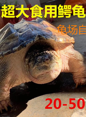 鳄龟活物食用可吃的活体乌龟大鄂