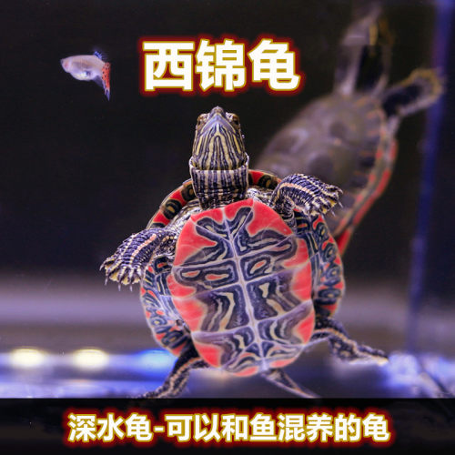 西锦龟红腹龟鱼缸混养深水龟东锦