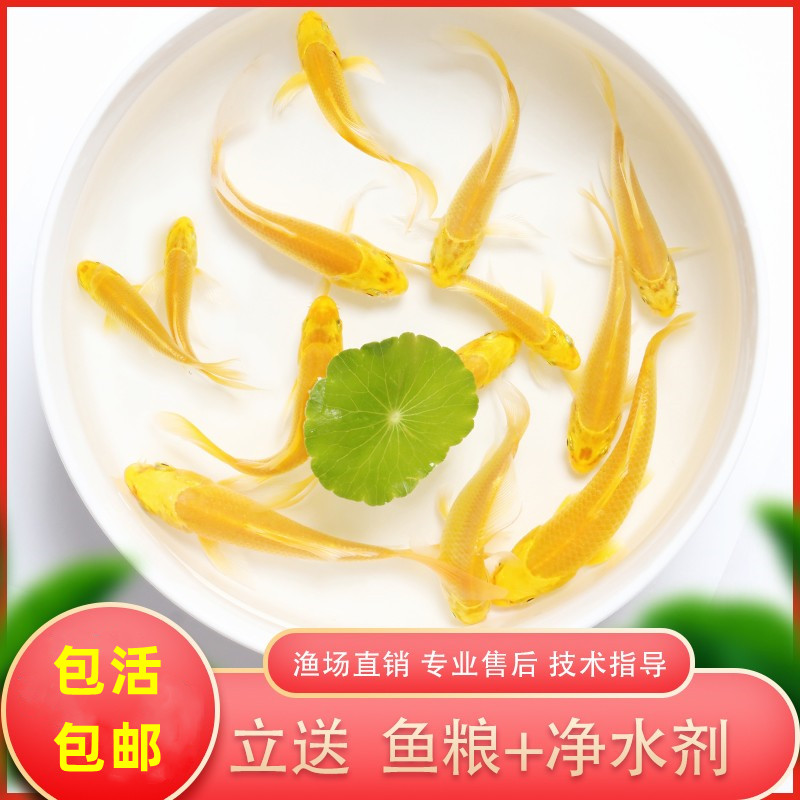 黄金龙凤锦鲤活鱼体观赏淡
