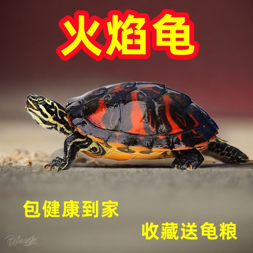 火焰龟深水龟鱼缸混养小乌龟活物稀有活体小宠物吃粪龟清洁龟冷水