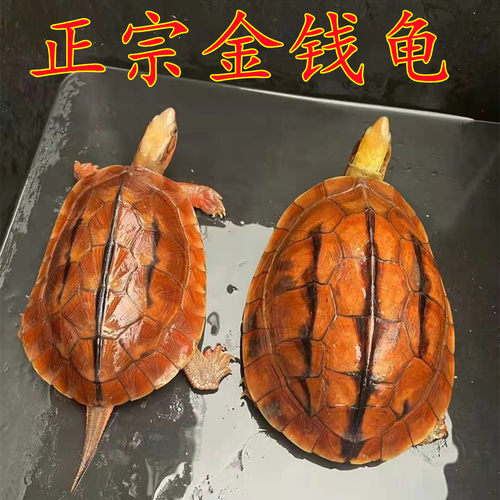 石金钱龟南石龟小乌龟招财龟