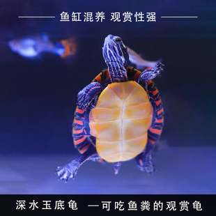 东锦龟苗红腹西锦龟深水龟鱼缸混养小乌龟活物东部锦龟南锦宠物龟