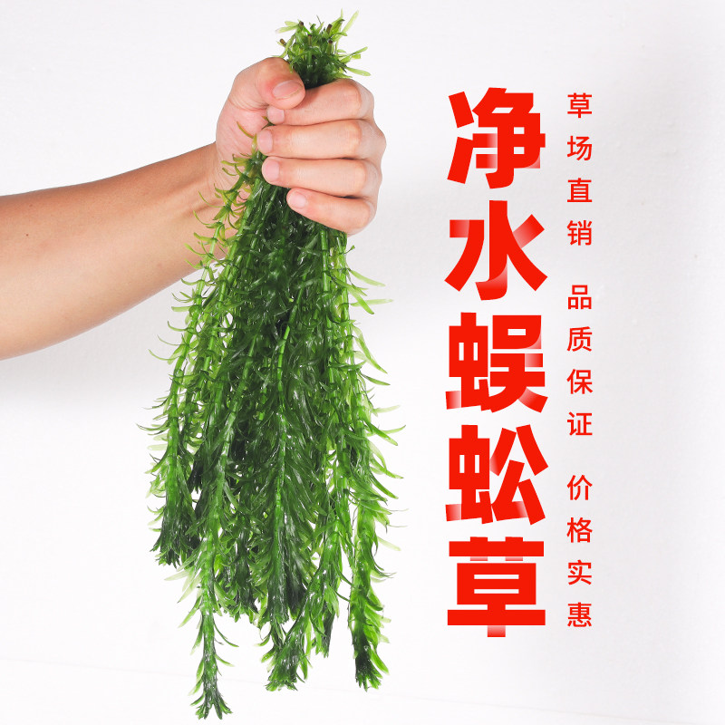 蜈蚣草水植物养鱼金藻造景