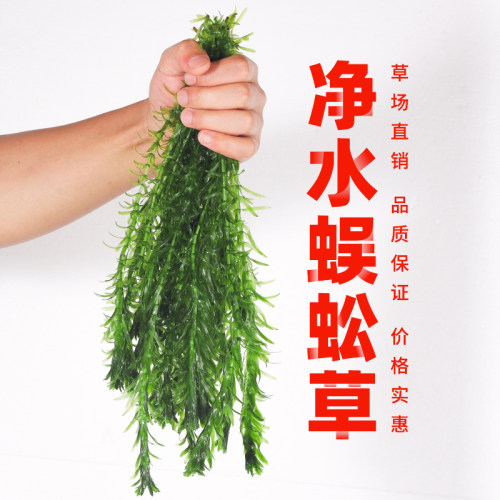 蜈蚣草水植物养鱼金藻造景