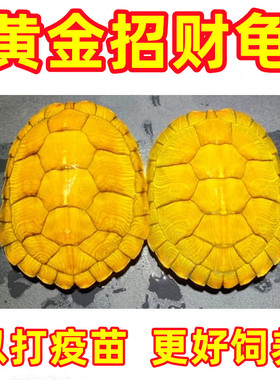 黄金招财龟金钱龟宠物变异白化巴西龟深水龟鱼缸混养龟小乌龟活物