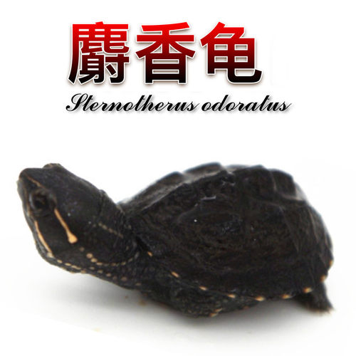 麝香龟龟深水龟鱼缸混养迷你蛋龟