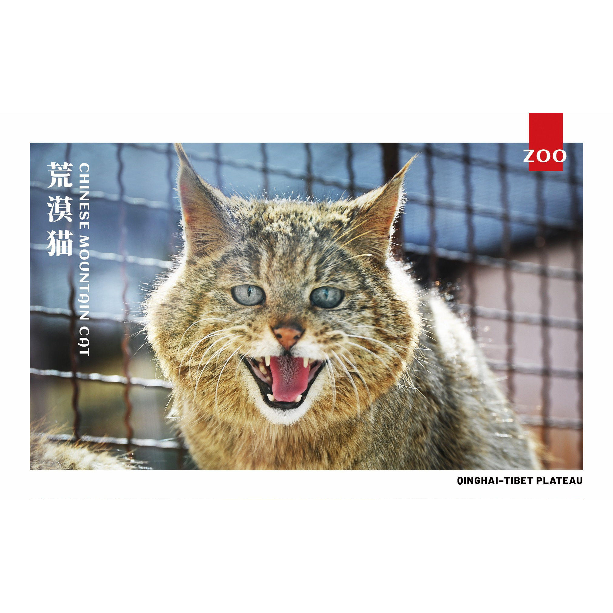 荒漠猫-西宁野生动物园动物明星荒漠猫明信片卡片,节庆用品/礼品,文化创意明信片,淘宝优惠券,粉丝福利购,淘宝优惠卷