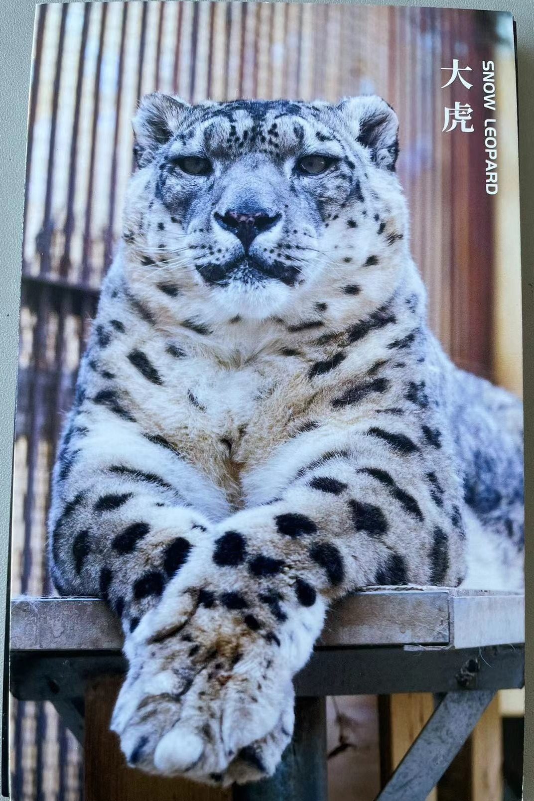 雪豹-西宁野生动物园动物明星雪豹明信片卡片,节庆用品/礼品,文化创意明信片,淘宝优惠券,粉丝福利购,淘宝优惠卷