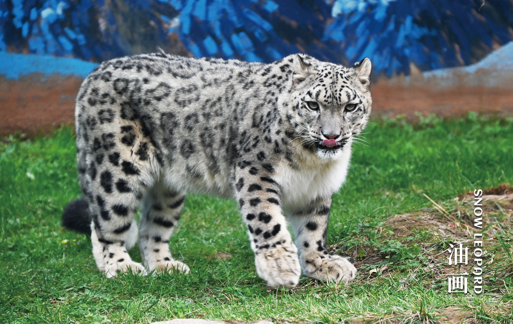 西宁野生动物园动物明星明信片卡片(3)