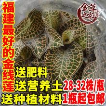 南靖金线莲盆栽可食用正宗金线莲种植苗金线莲花卉可吃金钱草