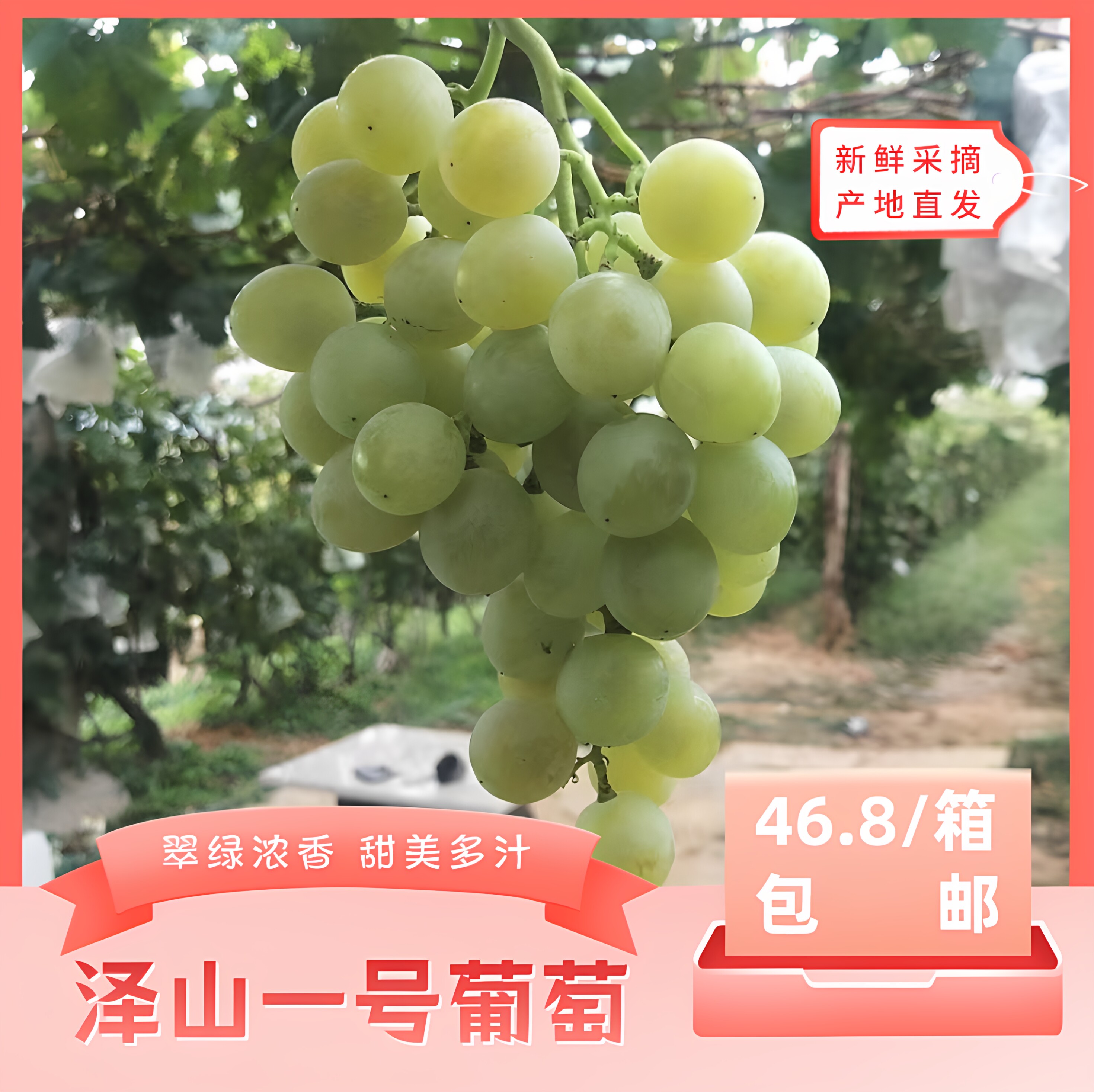 翠绿浓香·甜美多汁·顺丰直发