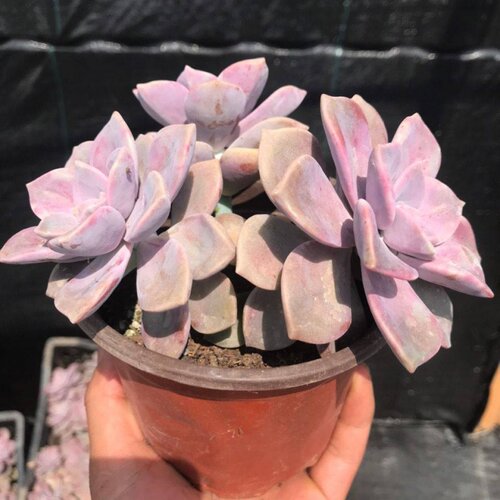 室内盆景植物推荐价格 室内盆景植物推荐图片 星期三