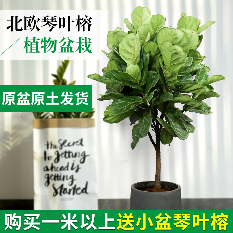 室内盆栽植物大客厅价格 室内盆栽植物大客厅图片 星期三