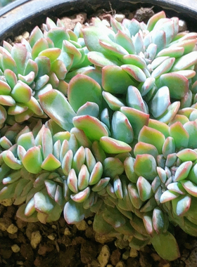 10142泡芙缀
