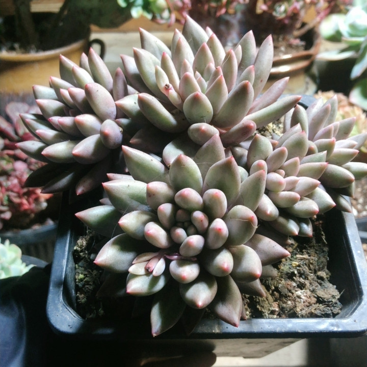 10312红蜻蜓,鲜花速递/花卉仿真/绿植园艺,多肉植物,淘宝优惠券,粉丝福利购,淘宝优惠卷