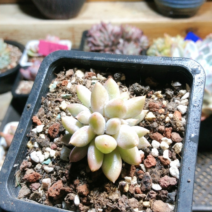 10017胖体哥特缀,鲜花速递/花卉仿真/绿植园艺,多肉植物,淘宝优惠券,粉丝福利购,淘宝优惠卷