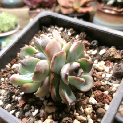 10072黑橙