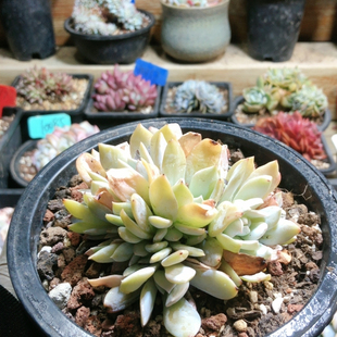 1025雪特朵朵10头起