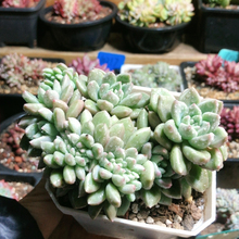 10223黄金璀璨缀