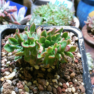 10170阿吉塔玫瑰缀