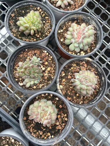 正版秘境缀琥珀缀叶插缀化精品多肉稀有品种一物一拍
