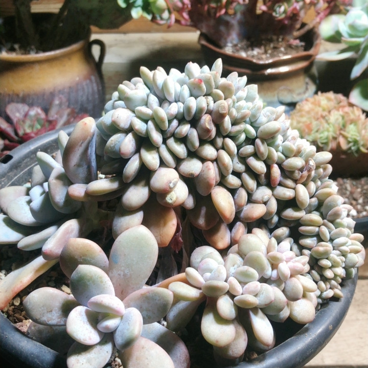 66601粉兔缀,鲜花速递/花卉仿真/绿植园艺,多肉植物,淘宝优惠券,粉丝福利购,淘宝优惠卷