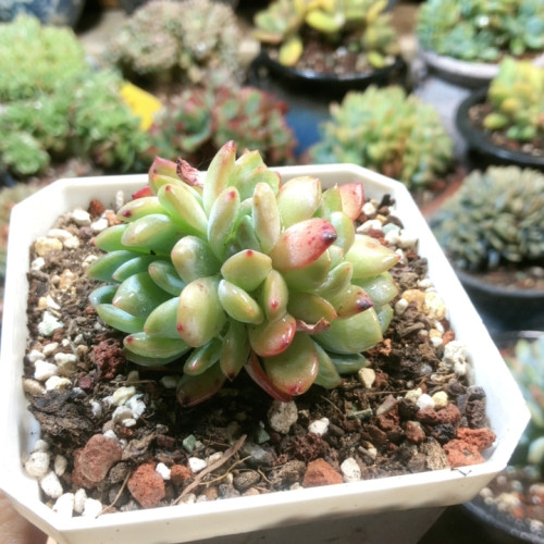 10305全明星朵朵缀