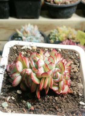 10216牡丹亭朵朵缀