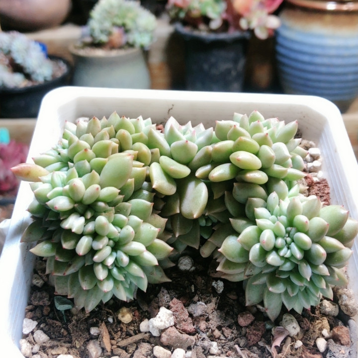 10226黄金璀璨缀