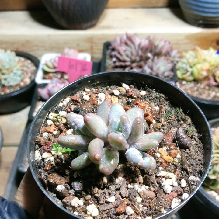 10050企鹅,鲜花速递/花卉仿真/绿植园艺,多肉植物,淘宝优惠券,粉丝福利购,淘宝优惠卷