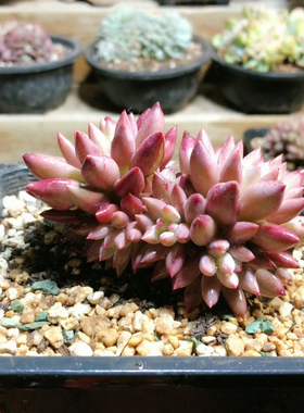 10072虞美人手捧