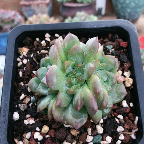 10001琥珀