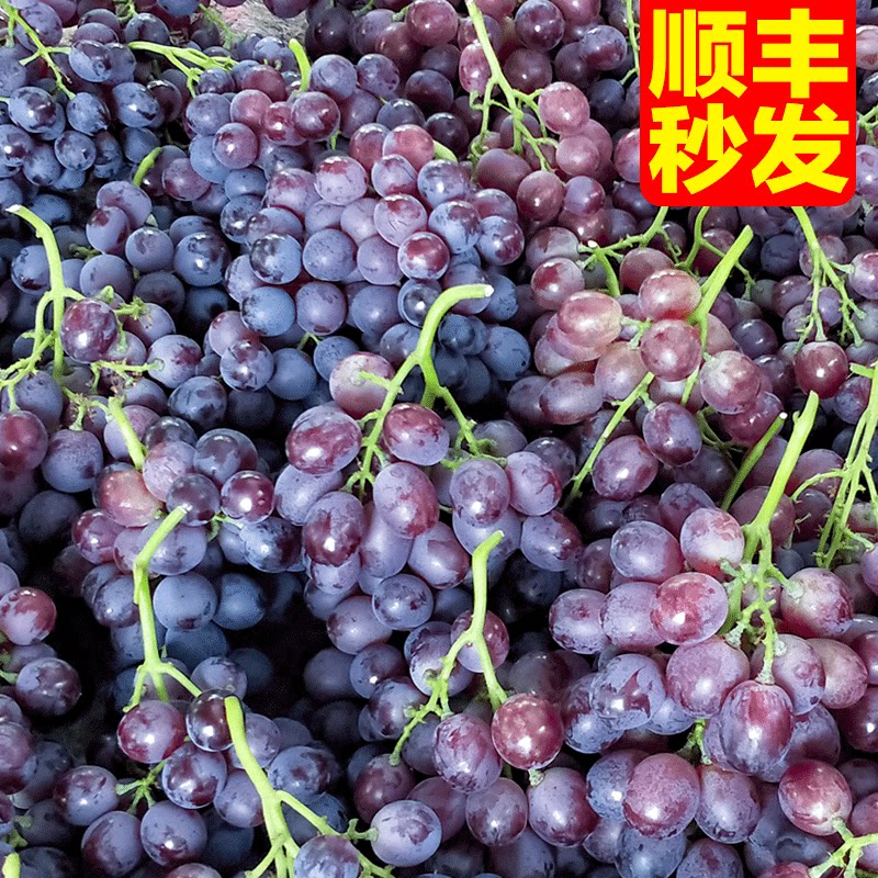 玫瑰香葡萄新鲜孕妇水果提子阳光现摘当季整箱4斤茶淀大泽山葡萄