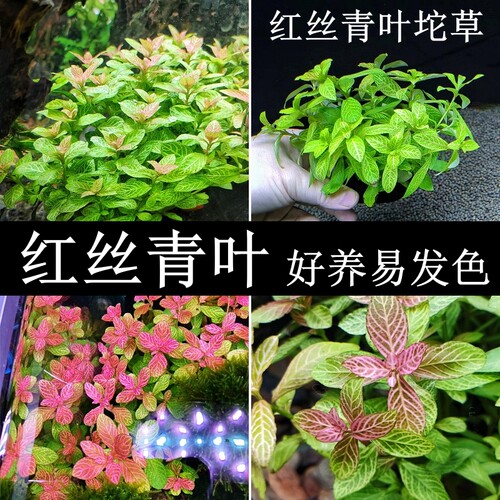 红丝青叶红色水草好养易发色