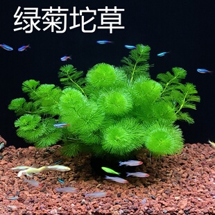绿菊鱼缸造景水草绿植物新手养鱼真草活净水增氧阴性新手懒人古法