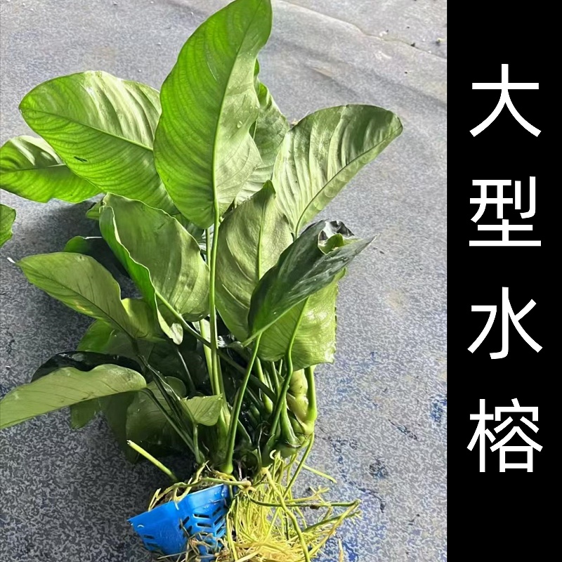 水榕大叶巴榕新手鱼缸造景水草